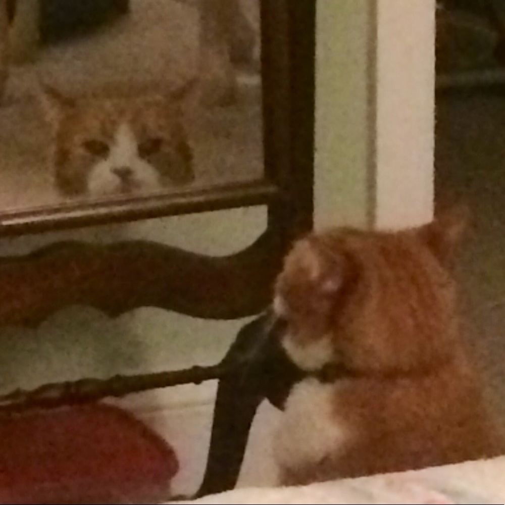 Meet your Posher, Cat